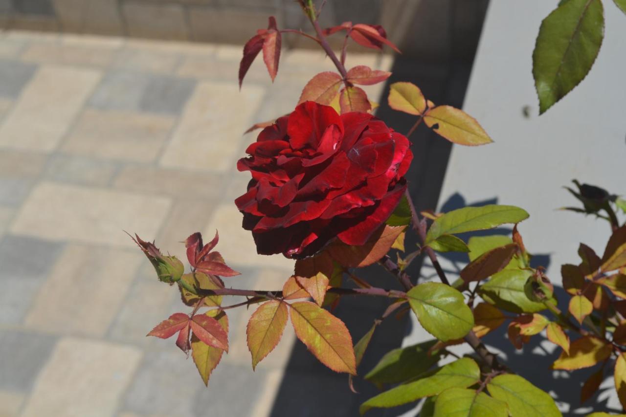 Stalós Alexandra'S Garden Houses מראה חיצוני תמונה